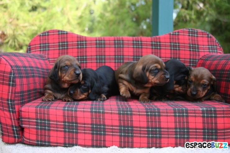 Illustration de l'article : Top 15 des animaux les plus adorables