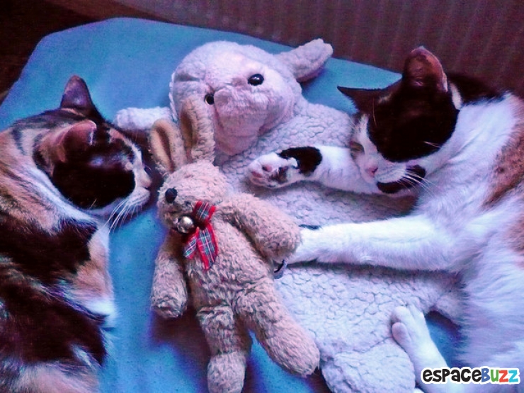 Illustration de l'article : Top 15 des animaux les plus adorables