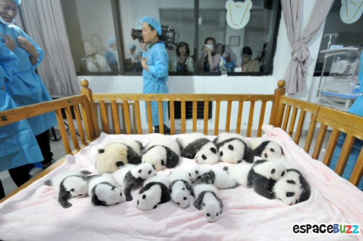 Illustration de l'article : Top 15 des animaux les plus adorables