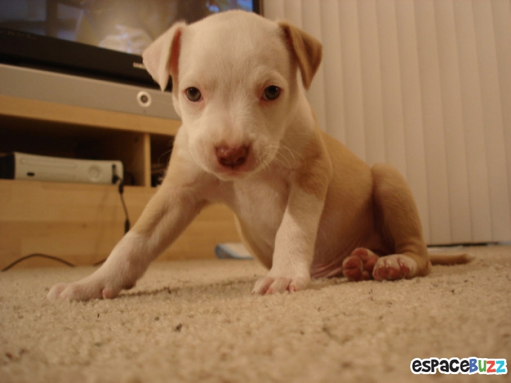 Illustration de l'article : Top 15 des animaux les plus adorables