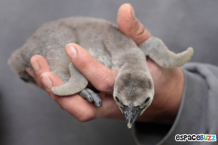 Illustration de l'article : Top 15 des animaux les plus adorables