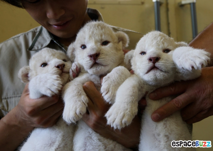 Illustration de l'article : Top 15 des animaux les plus adorables