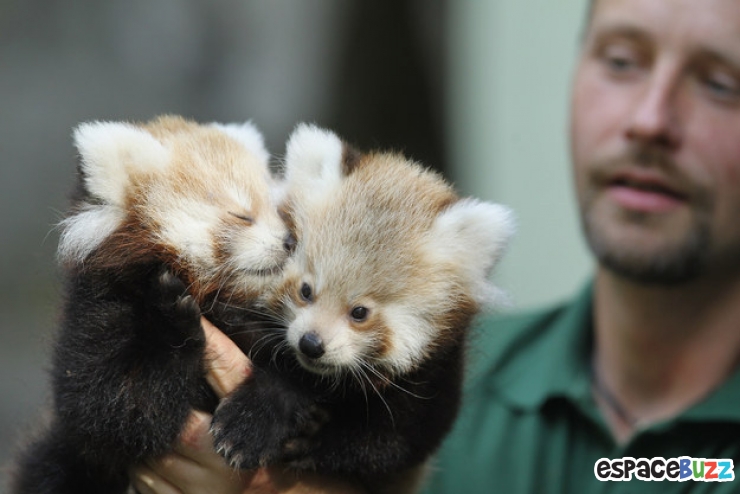 Illustration de l'article : Top 15 des animaux les plus adorables