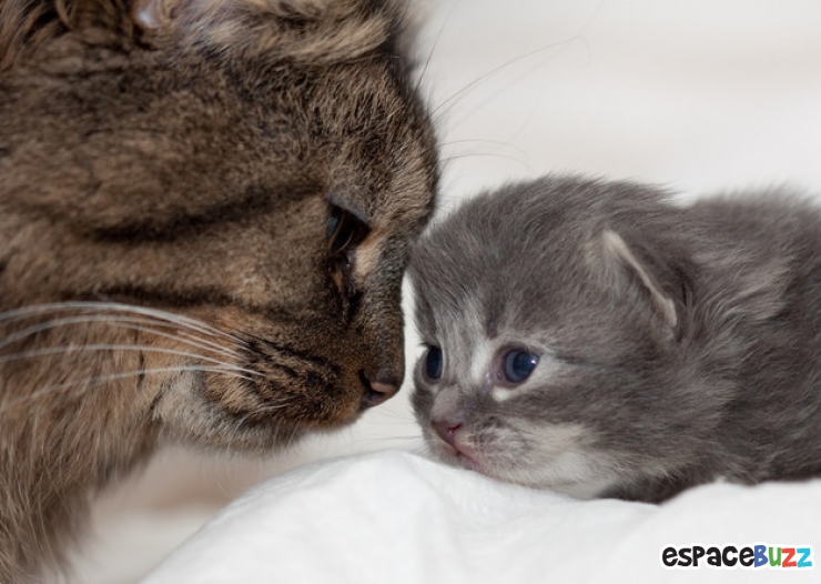 Illustration de l'article : Top 15 des animaux les plus adorables