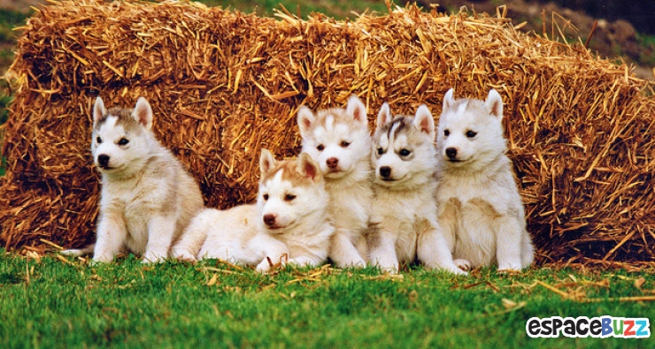 Illustration de l'article : Top 15 des animaux les plus adorables