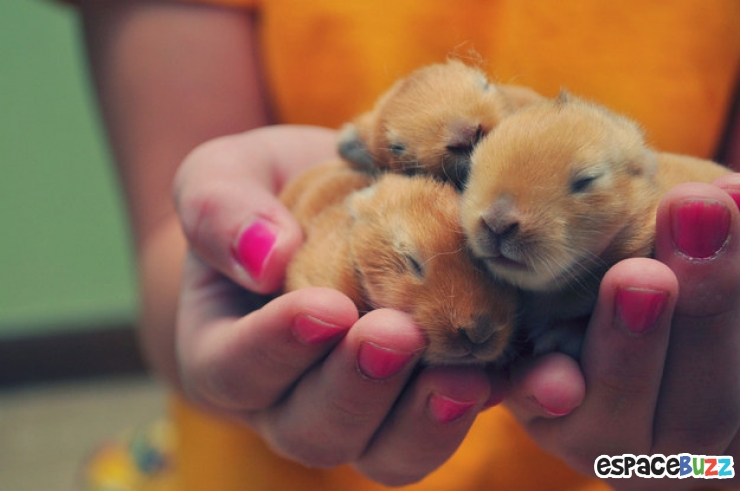 Illustration de l'article : Top 15 des animaux les plus adorables