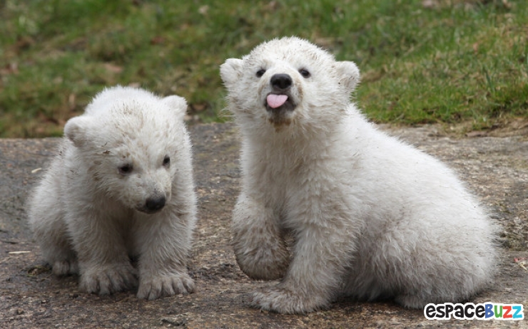 Illustration de l'article : Top 15 des animaux les plus adorables