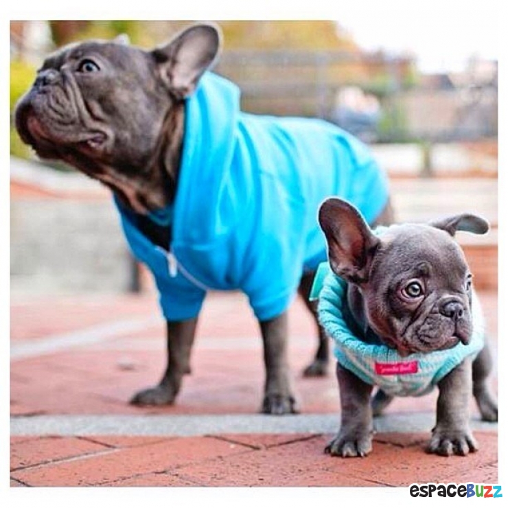 Illustration de l'article : Top 15 des animaux les plus adorables