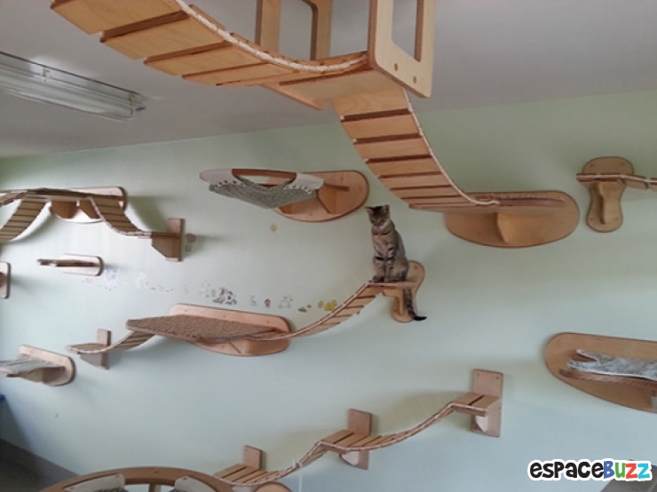 Illustration de l'article : 13 aménagements astucieux pour animaux de compagnie