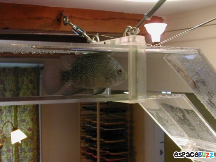 Illustration de l'article : 13 aménagements astucieux pour animaux de compagnie