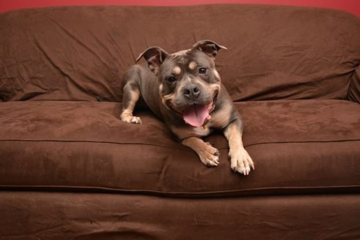 Illustration de l'article : Un hommage aux chiens pour tout l'amour qu'ils nous donnent en 18 photos