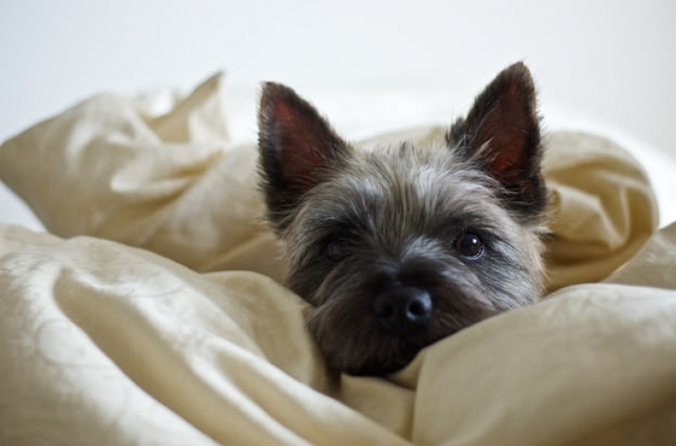 Illustration de l'article : Un hommage aux chiens pour tout l'amour qu'ils nous donnent en 18 photos