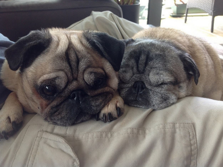 Illustration de l'article : Un hommage aux chiens pour tout l'amour qu'ils nous donnent en 18 photos