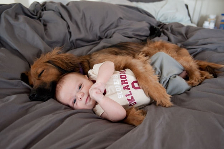 Illustration de l'article : Un hommage aux chiens pour tout l'amour qu'ils nous donnent en 18 photos