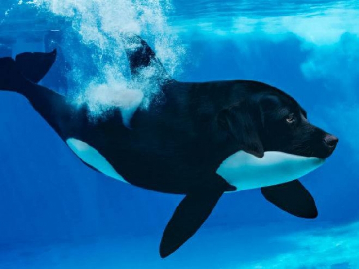 Illustration de l'article : 17 animaux hybrides, issus de croisements photoshopés