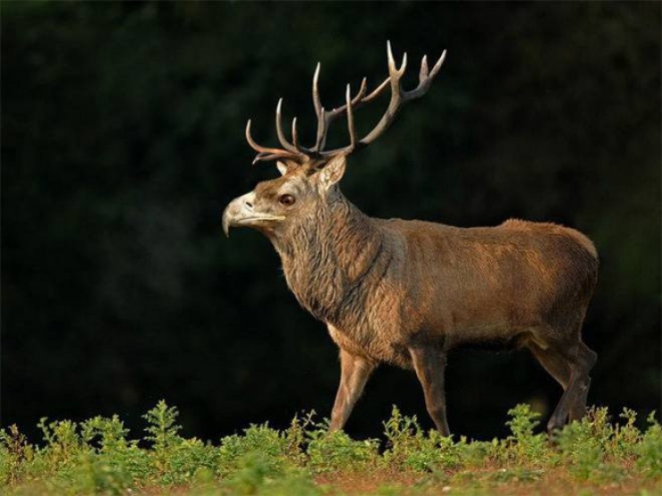 Illustration de l'article : 17 animaux hybrides, issus de croisements photoshopés