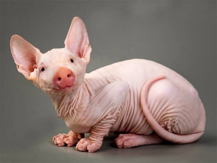 Illustration de l'article : 17 animaux hybrides, issus de croisements photoshopés