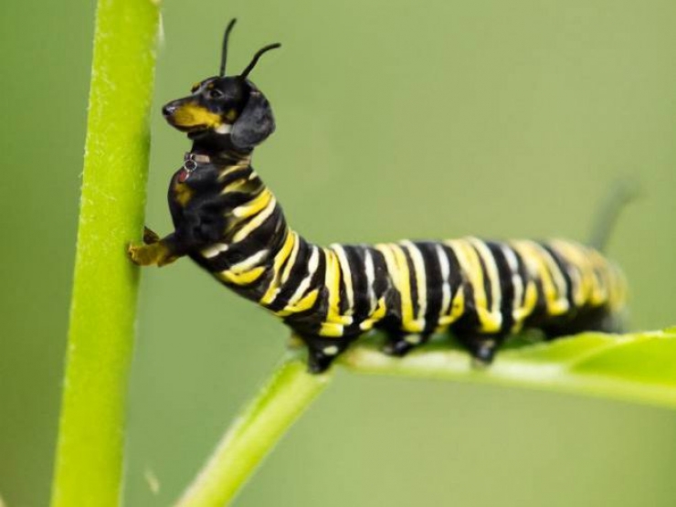 Illustration de l'article : 17 animaux hybrides, issus de croisements photoshopés