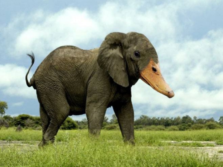 Illustration de l'article : 17 animaux hybrides, issus de croisements photoshopés
