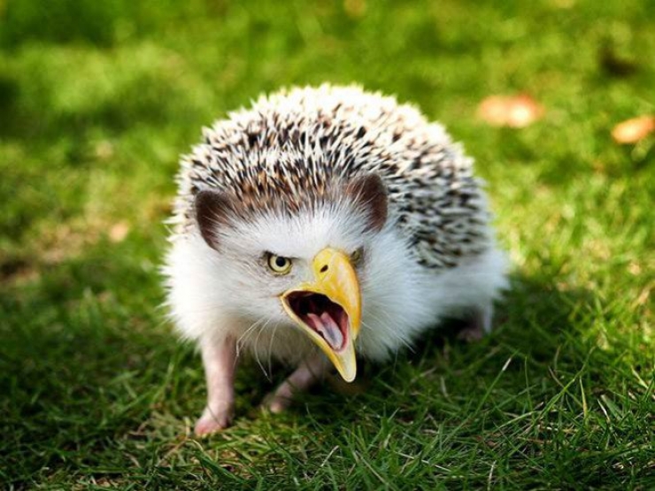 Illustration de l'article : 17 animaux hybrides, issus de croisements photoshopés