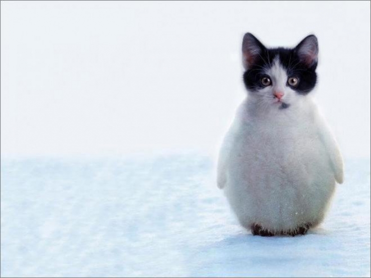 Illustration de l'article : 17 animaux hybrides, issus de croisements photoshopés