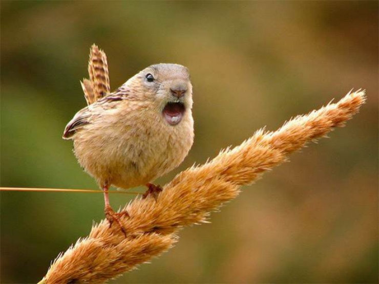 Illustration de l'article : 17 animaux hybrides, issus de croisements photoshopés