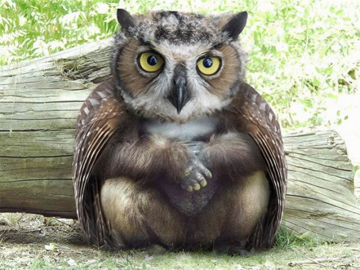 Illustration de l'article : 17 animaux hybrides, issus de croisements photoshopés
