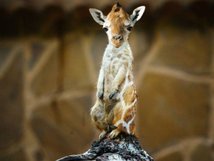 Illustration de l'article : 17 animaux hybrides, issus de croisements photoshopés