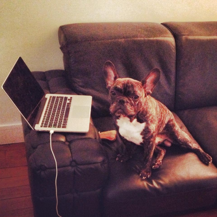 Illustration de l'article : Swaggy Doggy, la nouvelle Star du Web!