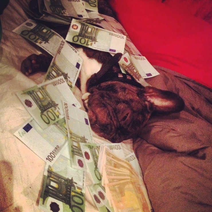 Illustration de l'article : Swaggy Doggy, la nouvelle Star du Web!
