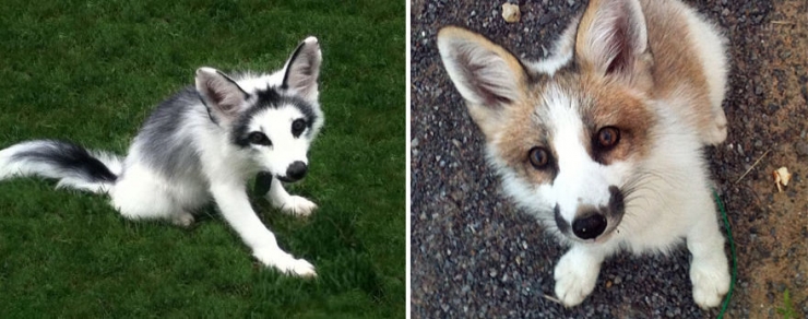 Illustration de l'article : Les miracles de la nature: D&eacute;couvrez les 7 esp&egrave;ces de renard les plus belles et rares du monde!