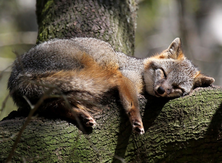 Illustration de l'article : Les miracles de la nature: D&eacute;couvrez les 7 esp&egrave;ces de renard les plus belles et rares du monde!