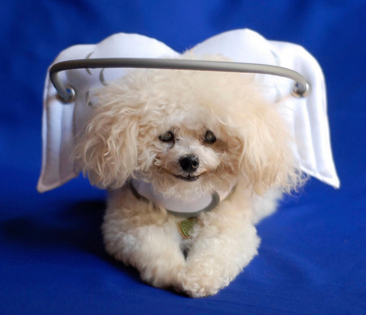 Illustration de l'article : Ce que cette femme a mis au point pour rendre la vie facile à son chien aveugle est juste magnifique!