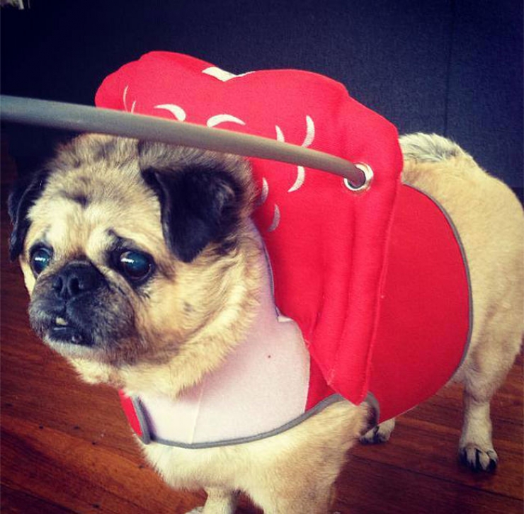 Illustration de l'article : Ce que cette femme a mis au point pour rendre la vie facile à son chien aveugle est juste magnifique!