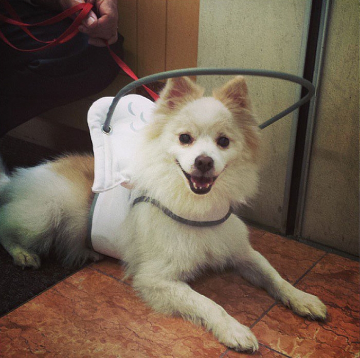 Illustration de l'article : Ce que cette femme a mis au point pour rendre la vie facile à son chien aveugle est juste magnifique!