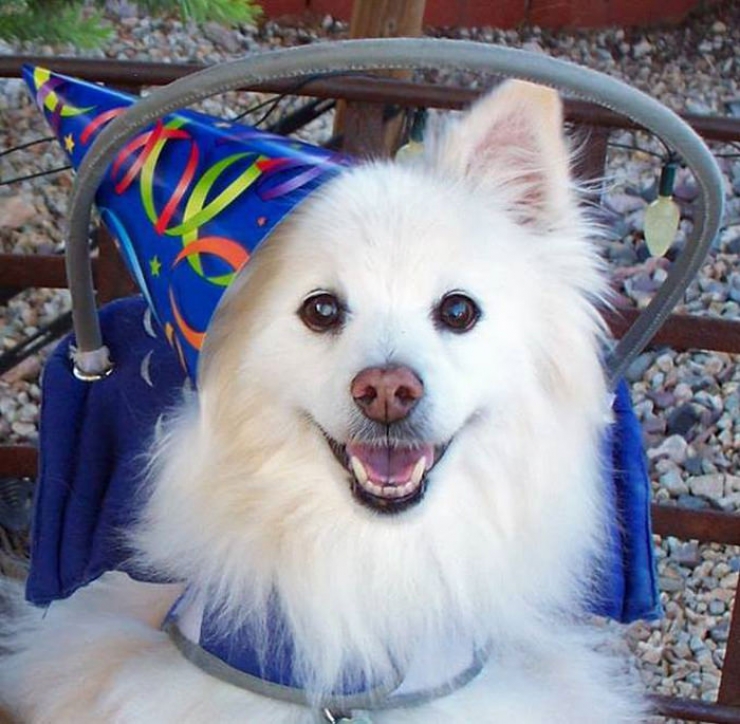 Illustration de l'article : Ce que cette femme a mis au point pour rendre la vie facile à son chien aveugle est juste magnifique!