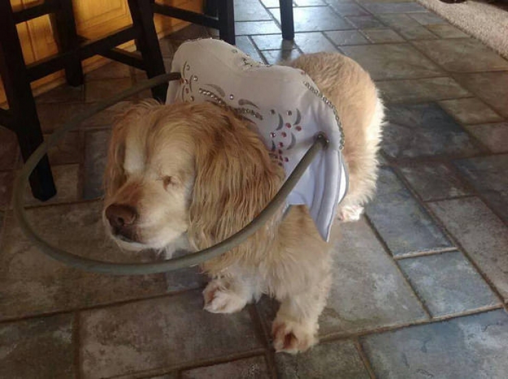 Illustration de l'article : Ce que cette femme a mis au point pour rendre la vie facile à son chien aveugle est juste magnifique!