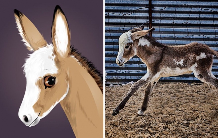 Illustration de l'article : Cette artiste prend des photos d'animaux qu'elle transforme en cartoons pour le plus grand plaisir des enfants! Quel talent!