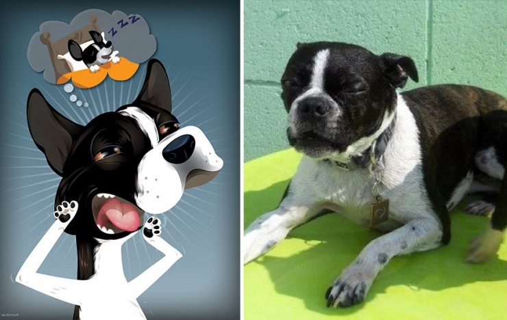 Illustration de l'article : Cette artiste prend des photos d'animaux qu'elle transforme en cartoons pour le plus grand plaisir des enfants! Quel talent!