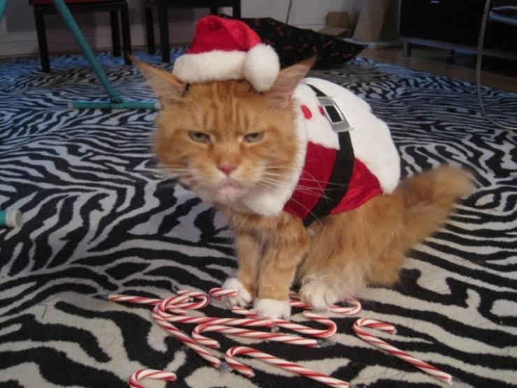 Illustration de l'article : Ces 15 animaux qui n'ont pas tr&egrave;s envie de nous suivre dans notre d&eacute;lire de No&euml;l