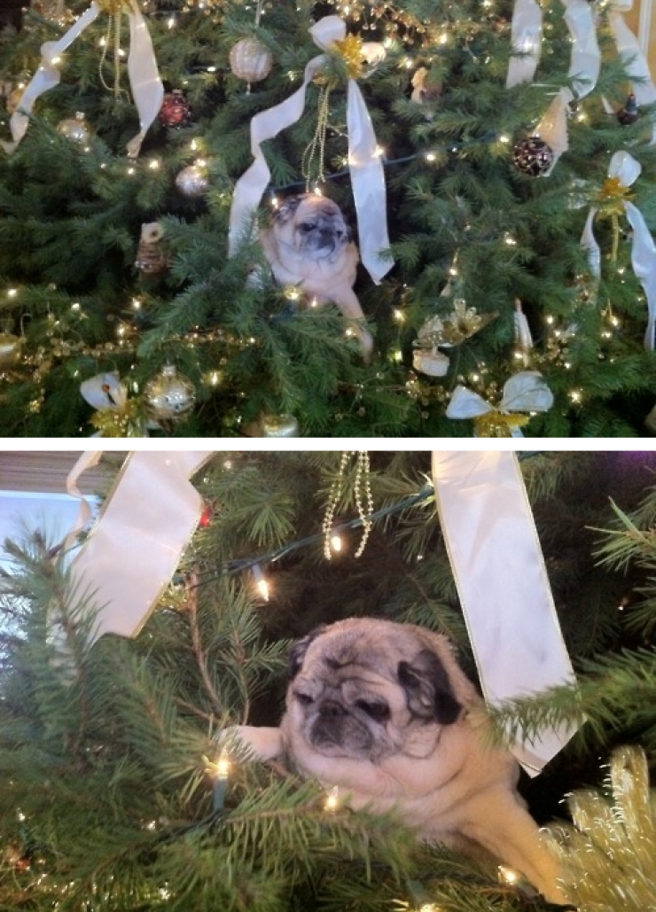 Illustration de l'article : Ces 15 animaux qui n'ont pas tr&egrave;s envie de nous suivre dans notre d&eacute;lire de No&euml;l