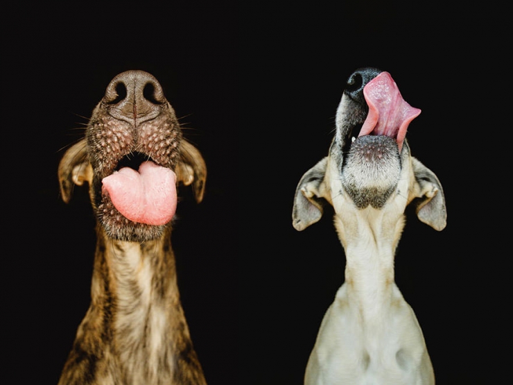 Illustration de l'article : Elke Vogelsang est une photographe amoureuse de ses chiens! Ses photos sont &agrave; couper le souffle!
