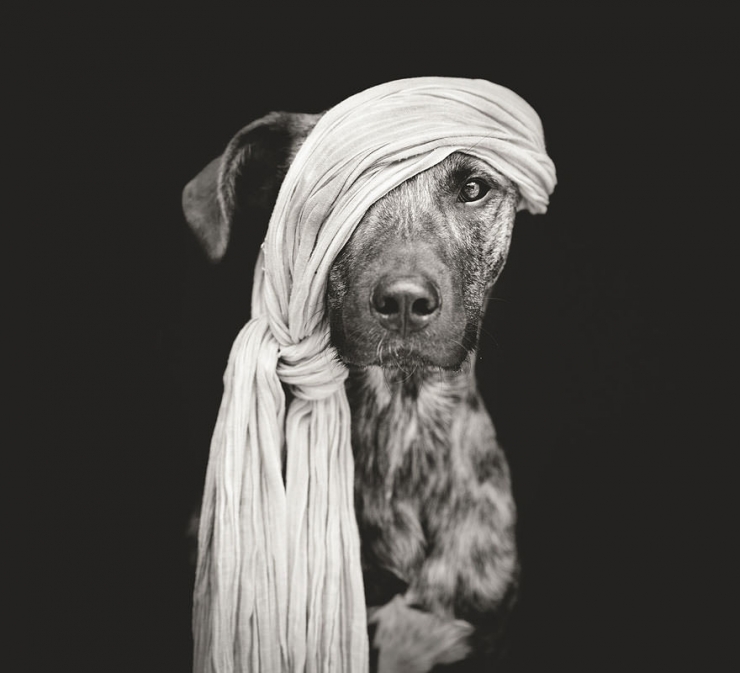 Illustration de l'article : Elke Vogelsang est une photographe amoureuse de ses chiens! Ses photos sont &agrave; couper le souffle!