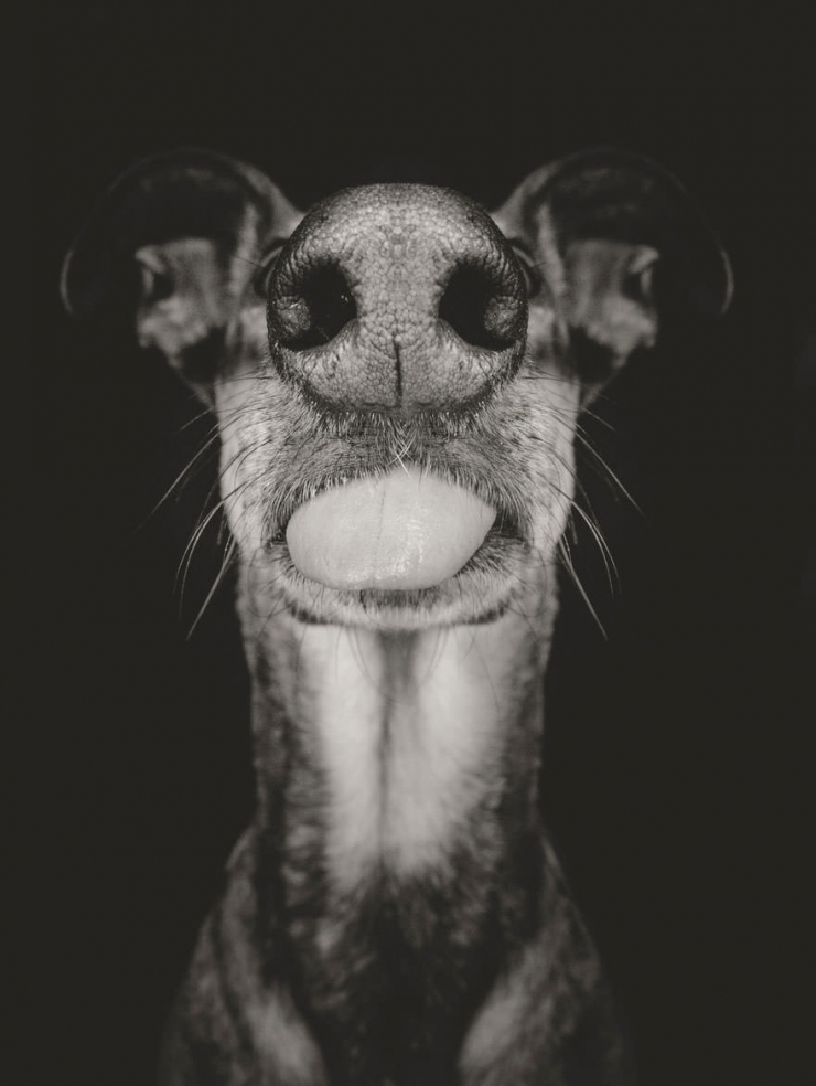 Illustration de l'article : Elke Vogelsang est une photographe amoureuse de ses chiens! Ses photos sont &agrave; couper le souffle!