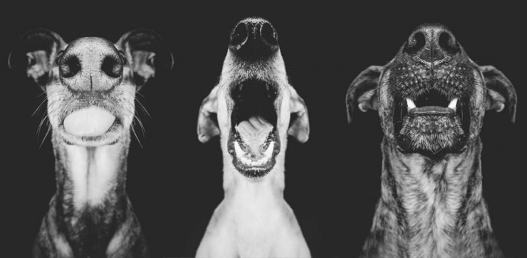 Illustration de l'article : Elke Vogelsang est une photographe amoureuse de ses chiens! Ses photos sont &agrave; couper le souffle!
