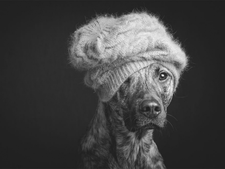 Illustration de l'article : Elke Vogelsang est une photographe amoureuse de ses chiens! Ses photos sont &agrave; couper le souffle!