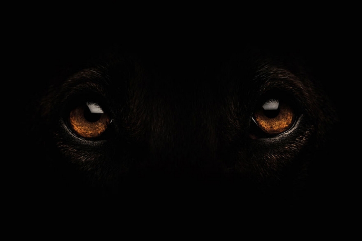 Illustration de l'article : Elke Vogelsang est une photographe amoureuse de ses chiens! Ses photos sont &agrave; couper le souffle!