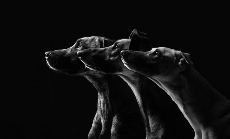 Illustration de l'article : Elke Vogelsang est une photographe amoureuse de ses chiens! Ses photos sont &agrave; couper le souffle!
