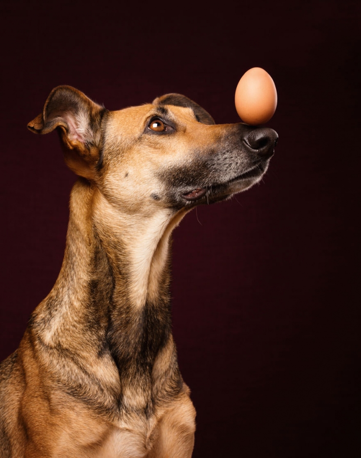 Illustration de l'article : Elke Vogelsang est une photographe amoureuse de ses chiens! Ses photos sont &agrave; couper le souffle!