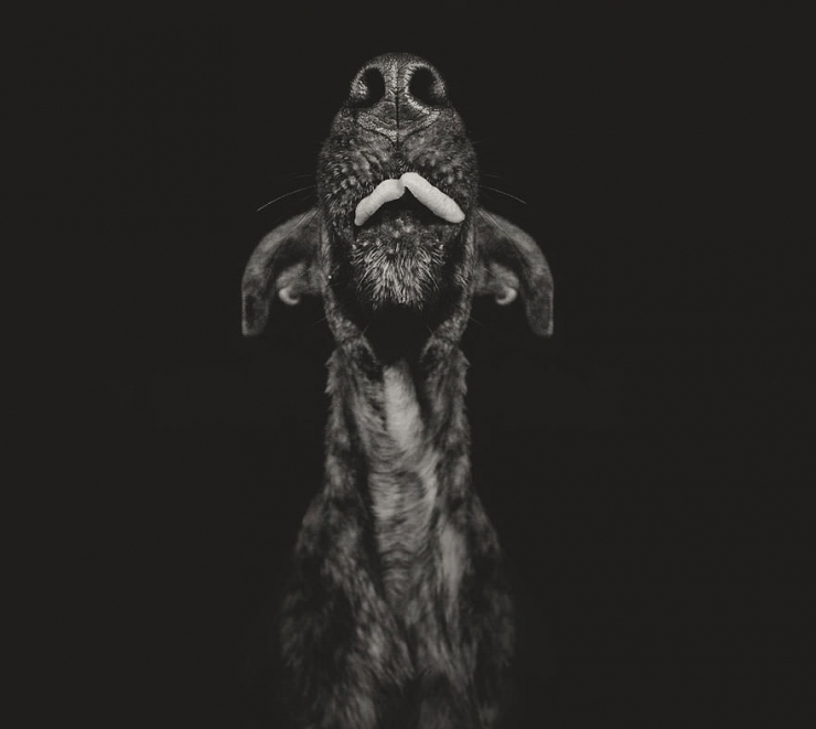 Illustration de l'article : Elke Vogelsang est une photographe amoureuse de ses chiens! Ses photos sont &agrave; couper le souffle!